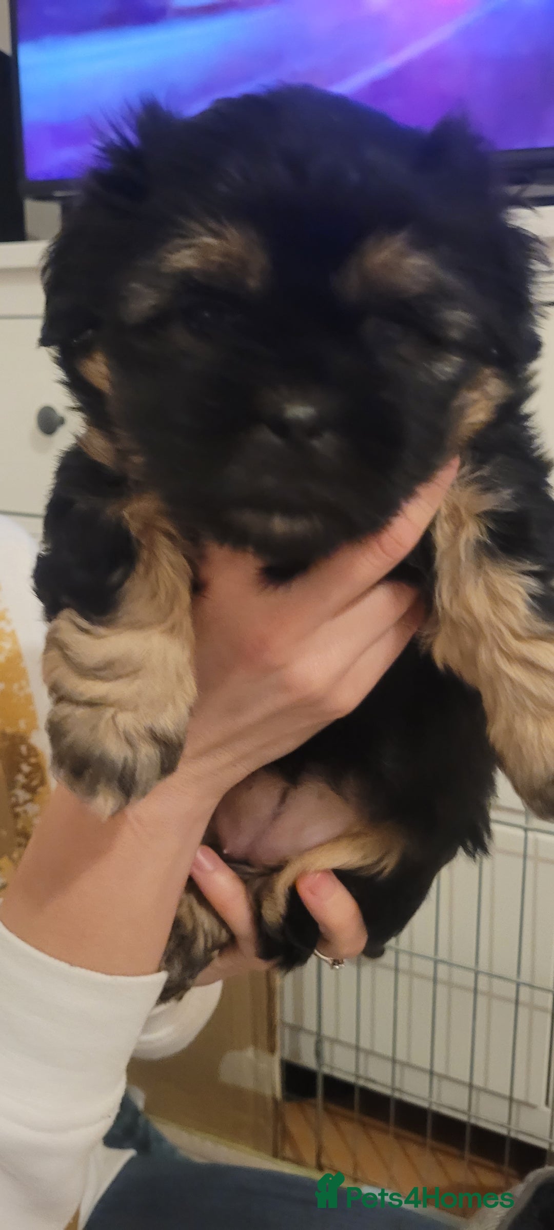 Shih Tzu dogs for sale: Shih tzu puppies - Image 7