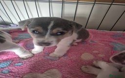 Jack Russell dogs for sale: Beautiful Blue tri miniature jack russells  - Image 15