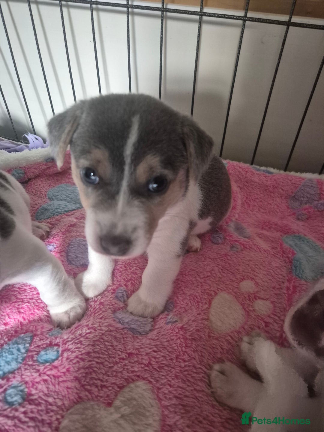 Jack Russell dogs for sale: Beautiful Blue tri miniature jack russells  - Image 15