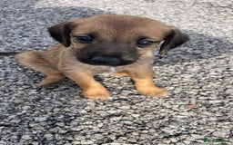Mixed Breed dogs for sale:  Bedlington, spaniel hybrid  - Image 2