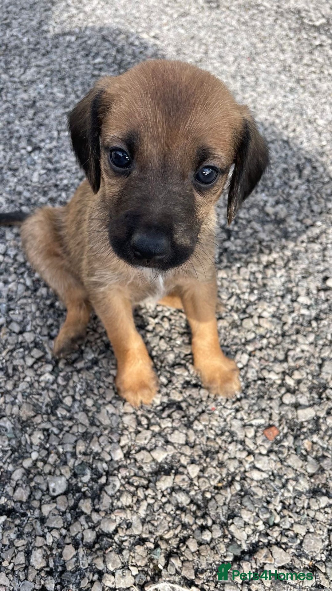 Mixed Breed dogs for sale:  Bedlington, spaniel hybrid  - Image 2