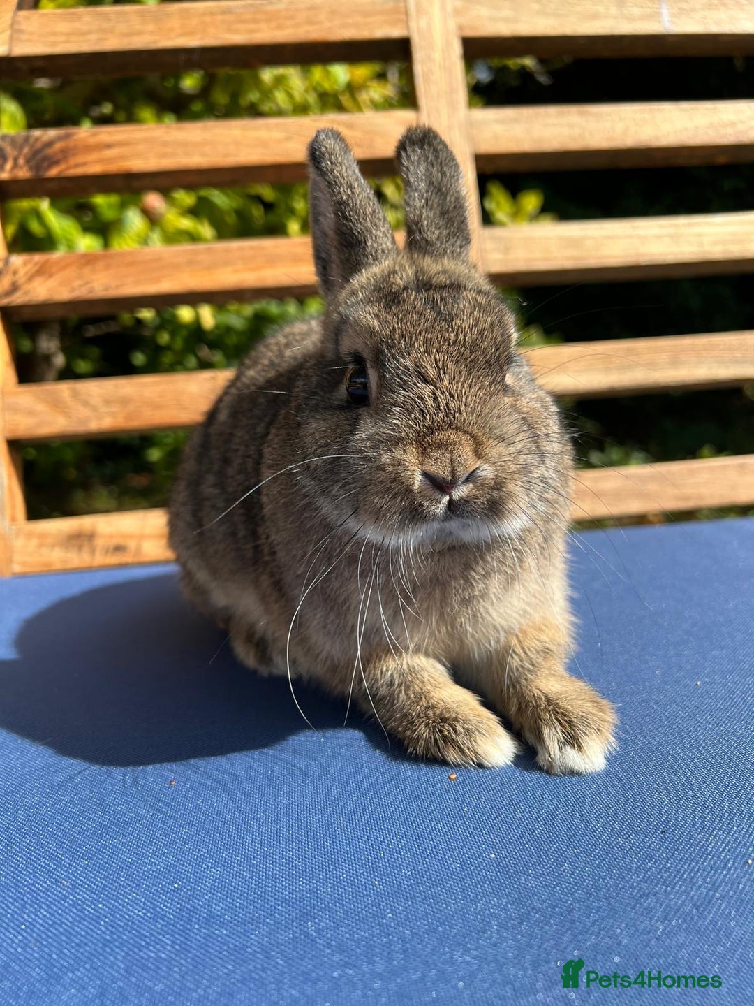 Netherland Dwarf rabbits for sale: Stunning Agouti Netherland Dwarf Bucks - Image 4