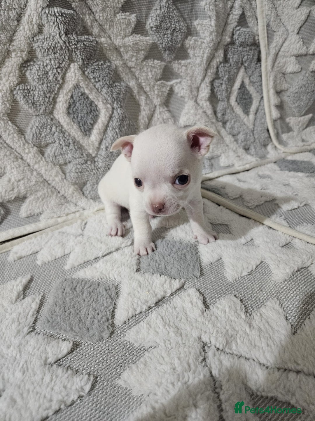 Chihuahua dogs for sale: Chihuahua puppies for sale - Advert 12