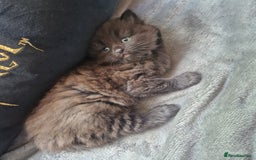 Mixed Breed cats for sale: Stunning kitty's please read full ad  - Image 16