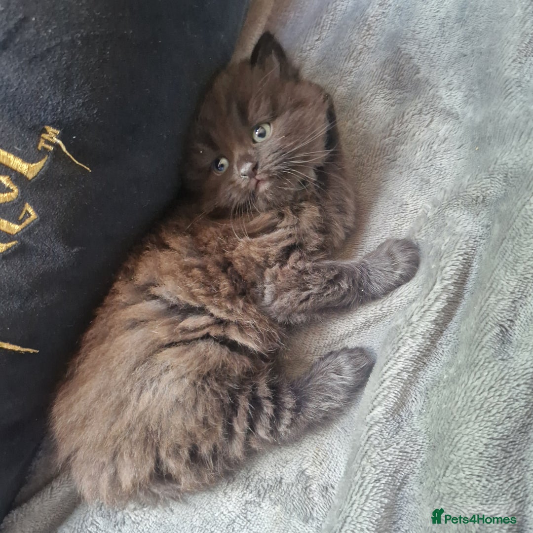 Mixed Breed cats for sale: Stunning kitty's please read full ad  - Image 16
