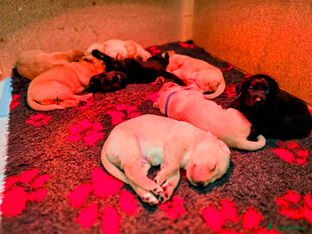 Labrador Retriever dogs for sale: 8 labrador pups bred for health and temperament! - Advert 5