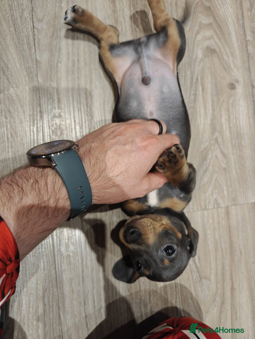 Miniature Dachshund dogs for sale: KC Miniature Shorthaired Dachshund puppy - Advert 5