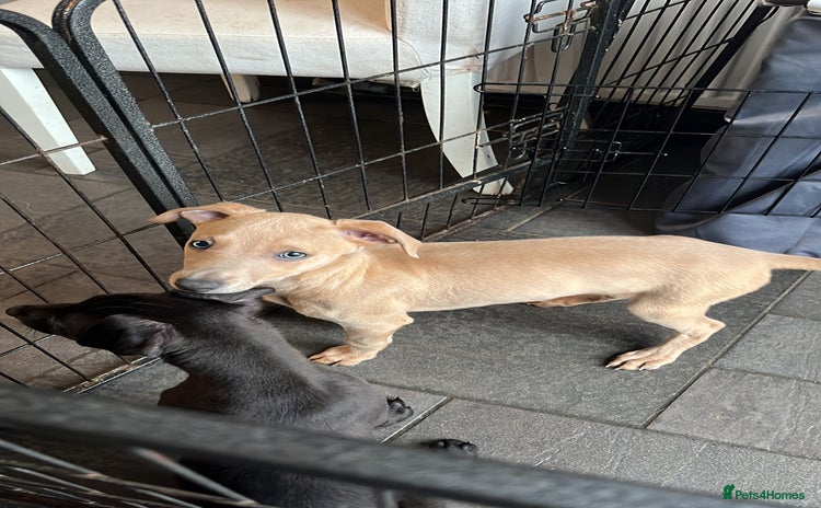 Whippet dogs - Advert 3