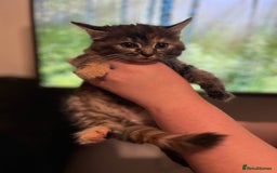 Ragdoll cats for sale: Lilly and poppy  - Image 6