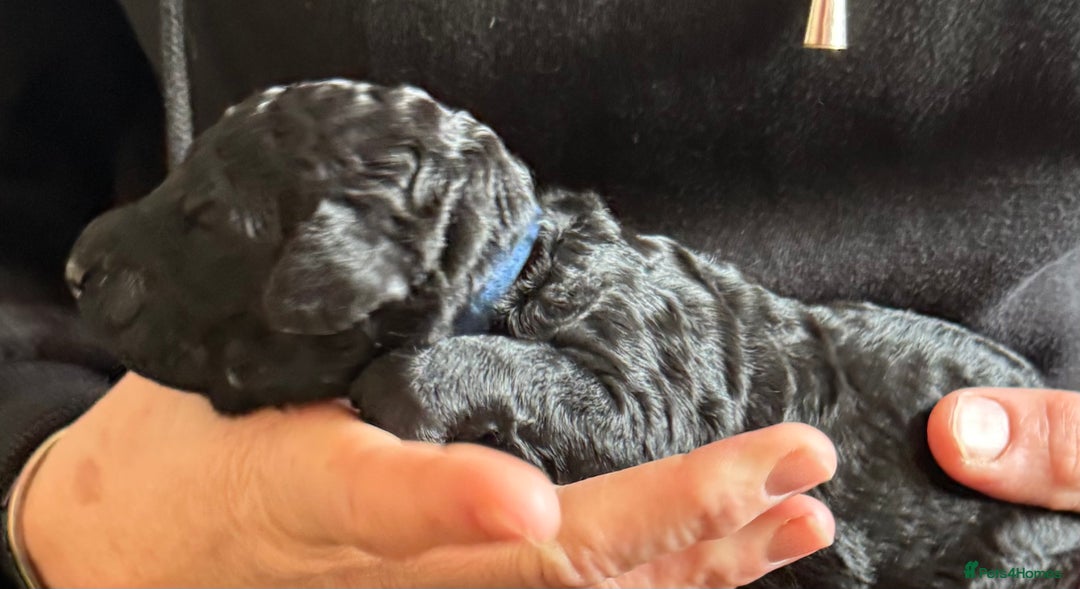 Standard Poodle dogs for sale: Wonderful standard poodle pup’s - Advert 26