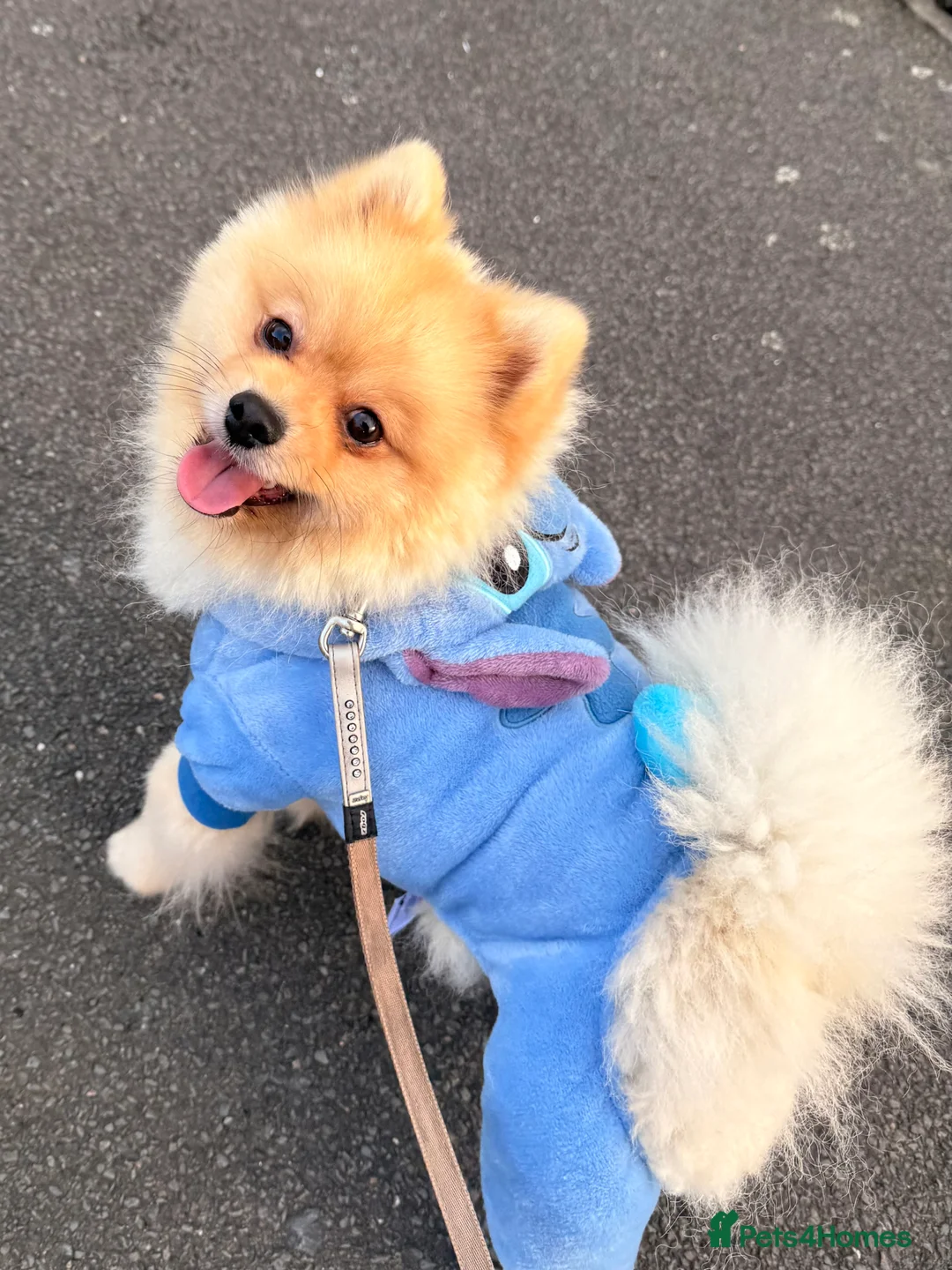 Pomeranian dogs for sale: Milo  (please read description) - Advert 2