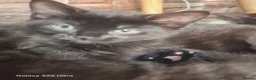 Mixed Breed cats for sale: 5 kittens ready for their forever homes in Kettering - Advert 13