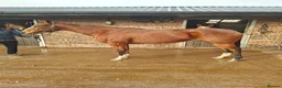 Irish Thoroughbred horses for sale: 15.2hh mare for sale  in Stoke-on-Trent - Advert 2