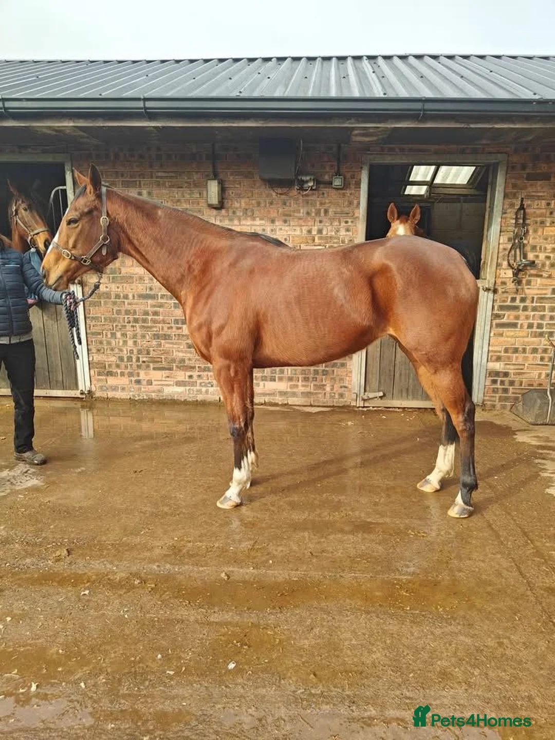 Irish Thoroughbred horses for sale: 15.2hh mare for sale  in Stoke-on-Trent - Advert 2