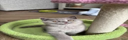 British Shorthair cats for sale: Beautiful lilac British shorthair sisters - Advert 13
