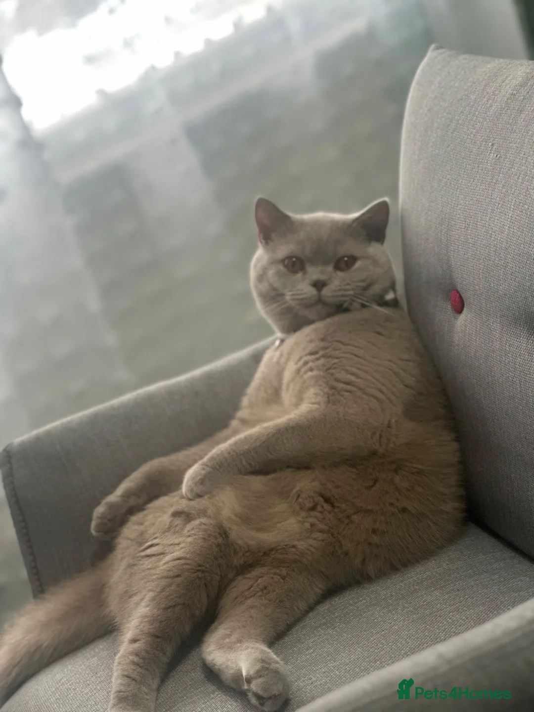 British Shorthair cats for sale: British shorthair Lilac  - Advert 2