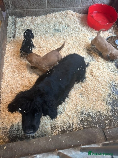 Cocker Spaniel dogs Working Cocker Spaniel pups - Advert 2