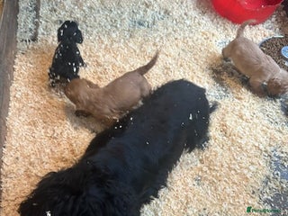 Cocker Spaniel dogs Working Cocker Spaniel pups - Advert 1