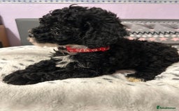 Cockapoo dogs for sale: 4 black boys ready now.  - Image 3