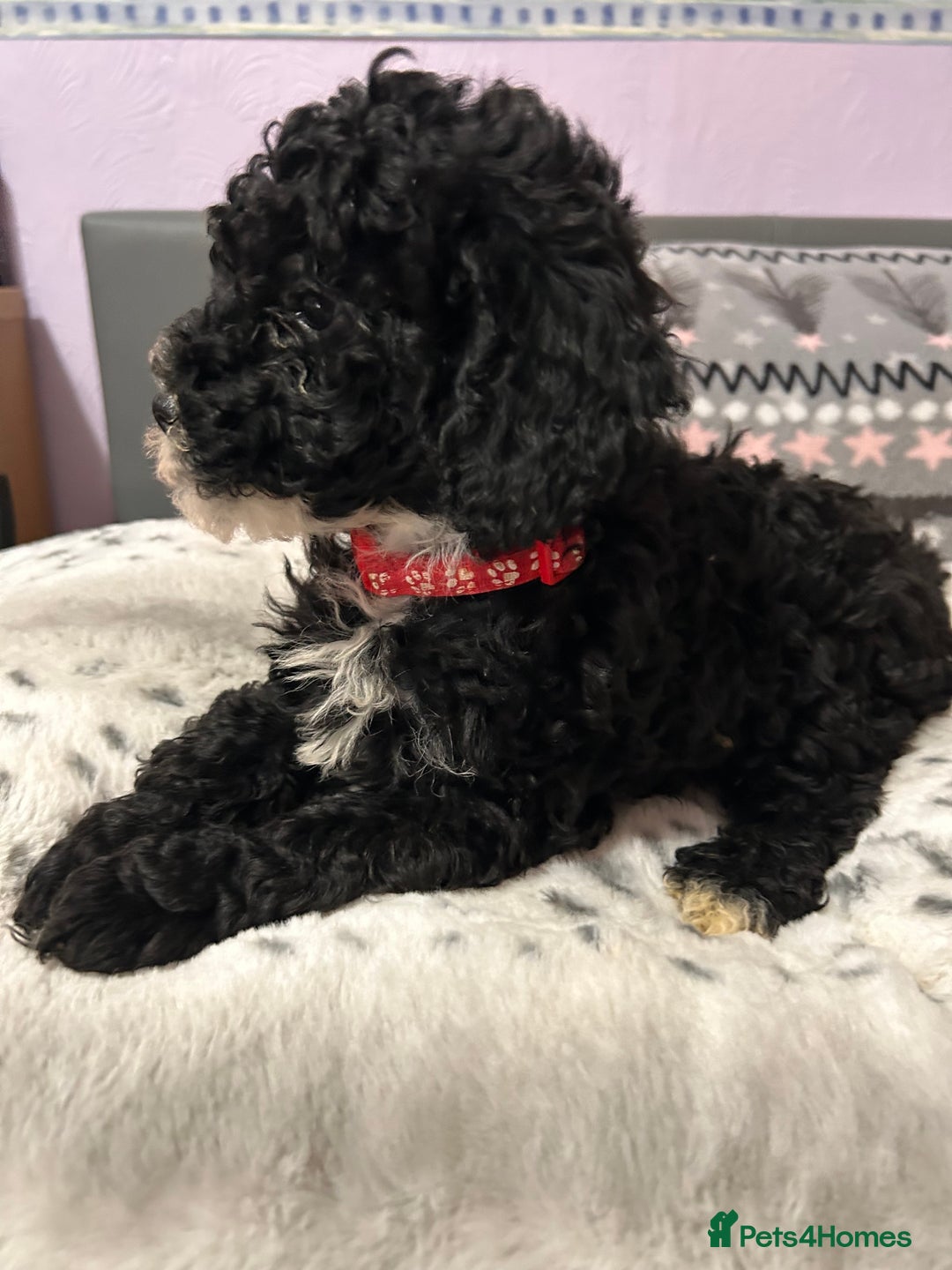 Cockapoo dogs for sale: 4 black boys ready now.  - Image 3
