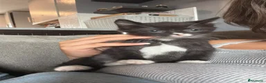Mixed Breed 1