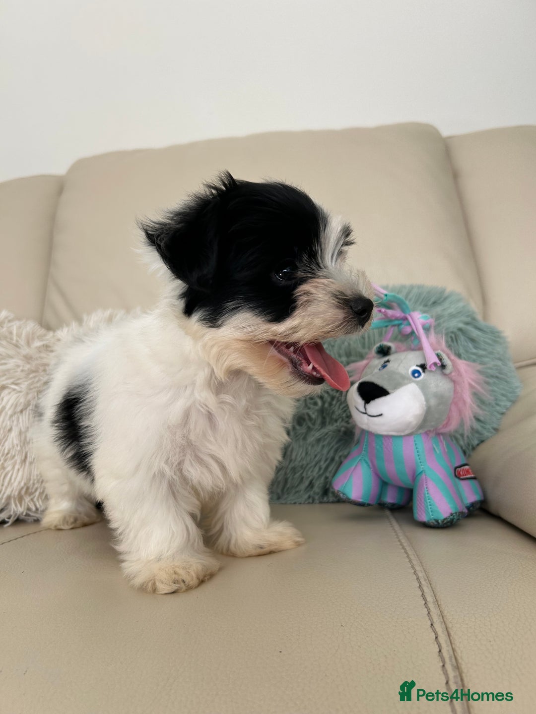Biewer Terrier dogs for sale: ✨ Beautiful Biewer x Biro Terrier Puppies✨   - Image 11