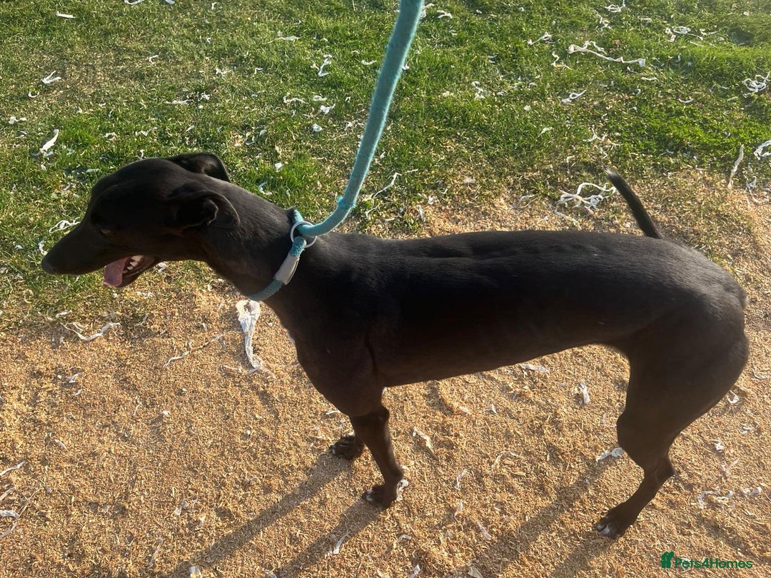Greyhound dogs for sale: Boe ex racing bitch - Advert 2