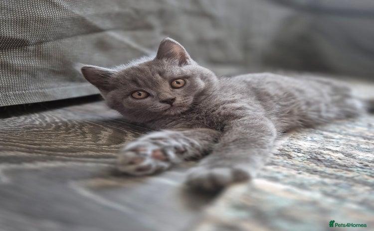 British Shorthair cats - Advert 3