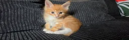 Maine Coon cats for sale: Main coon kittens  - Advert 5