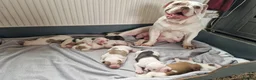 Alapaha Blue Blood Bulldog dogs for sale: Stunning Male IABBR Alapaha puppies - Advert 9
