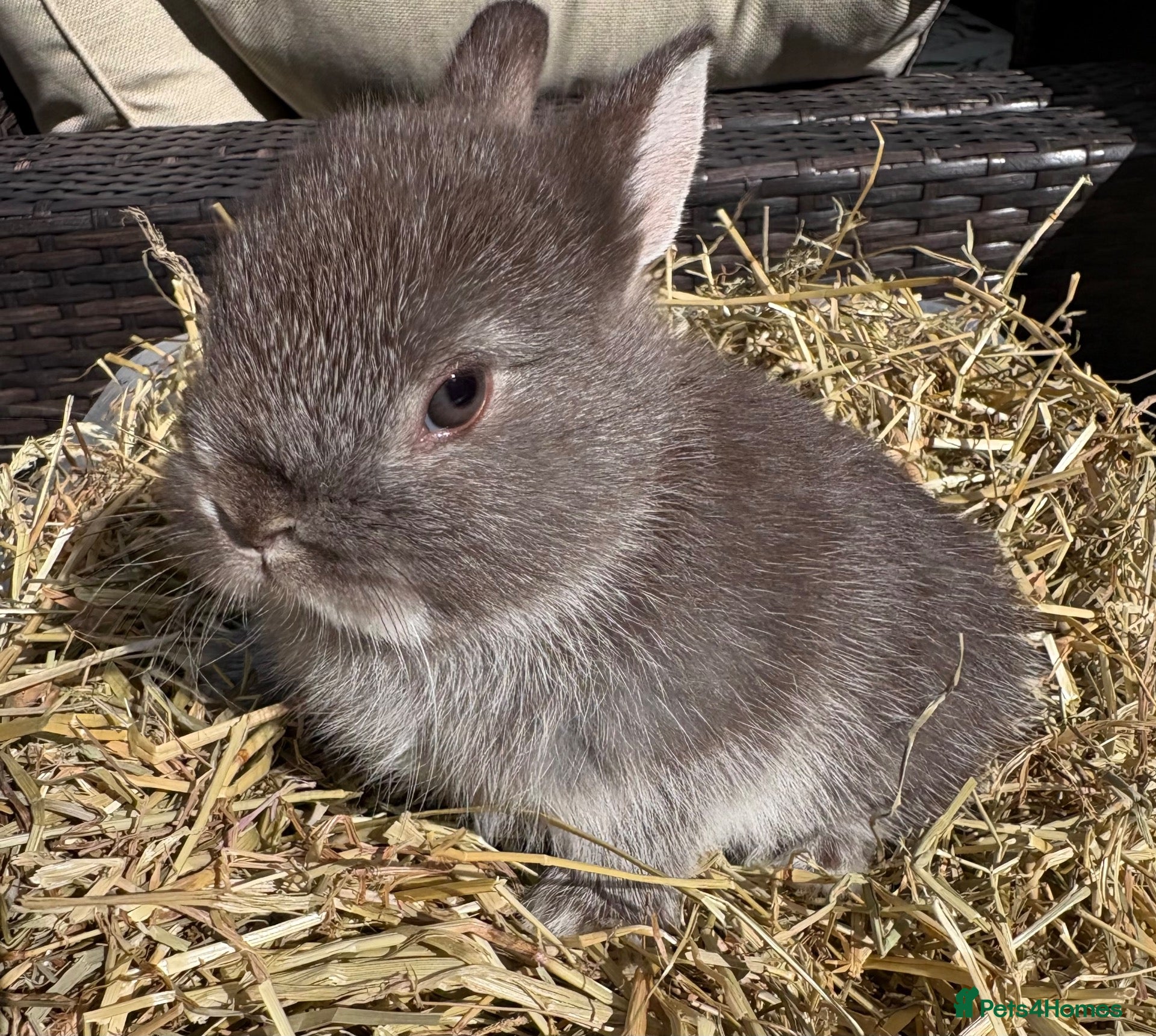 Netherland Dwarf rabbits Netherland dwarf Babies  - Advert 1