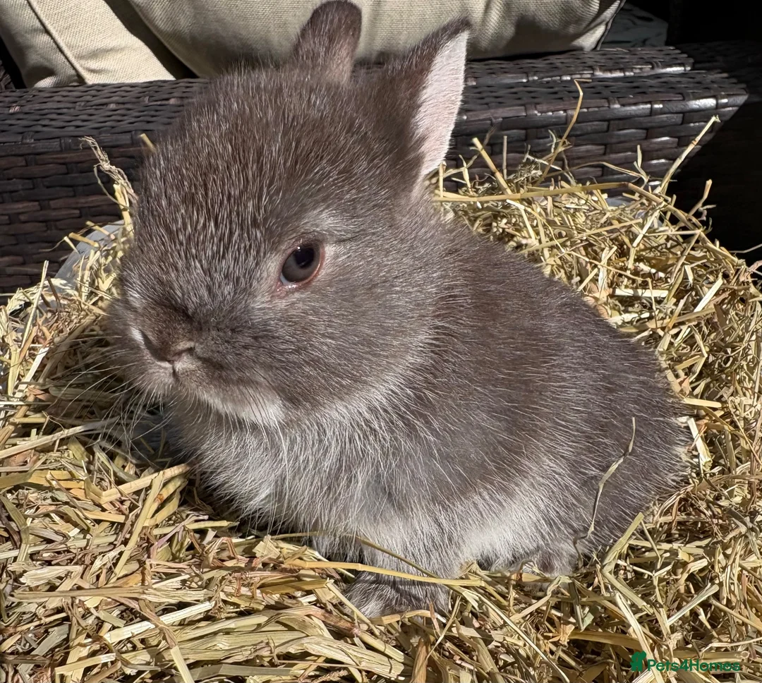 Netherland Dwarf rabbits for sale: Netherland dwarf Babies  - Advert 1