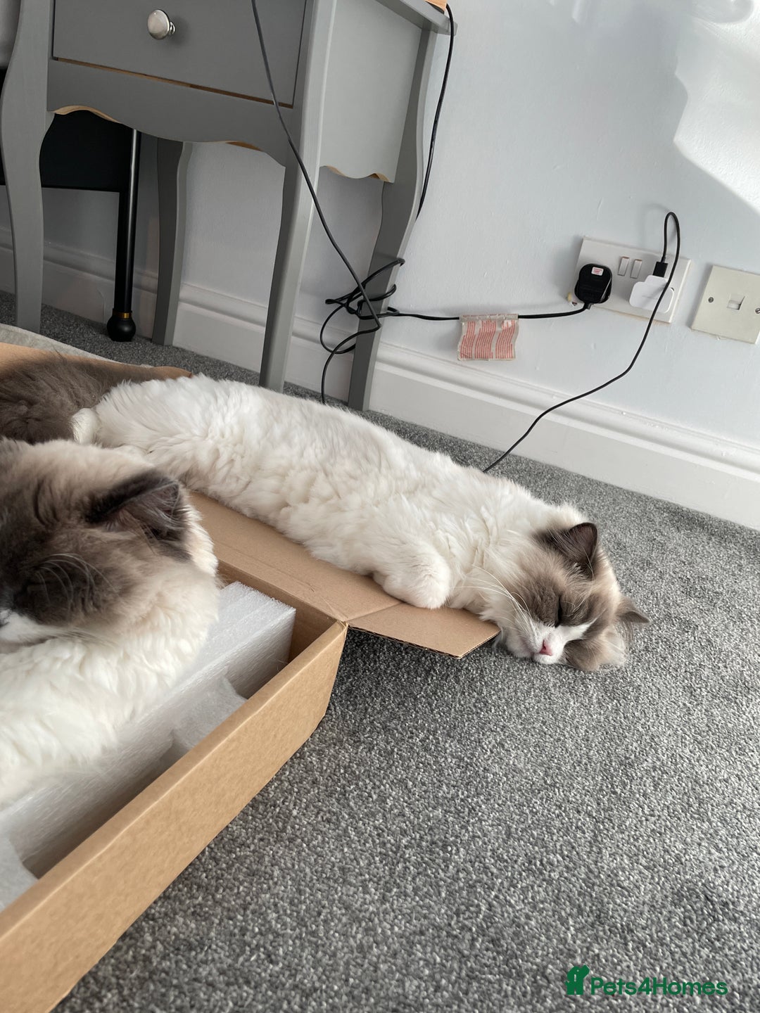 Ragdoll cats for sale: Brother Sister Ragdolls for Rehoming  - Image 13