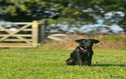 Labrador Retriever dogs for sale: Beautiful Trained Labrador - Image 8