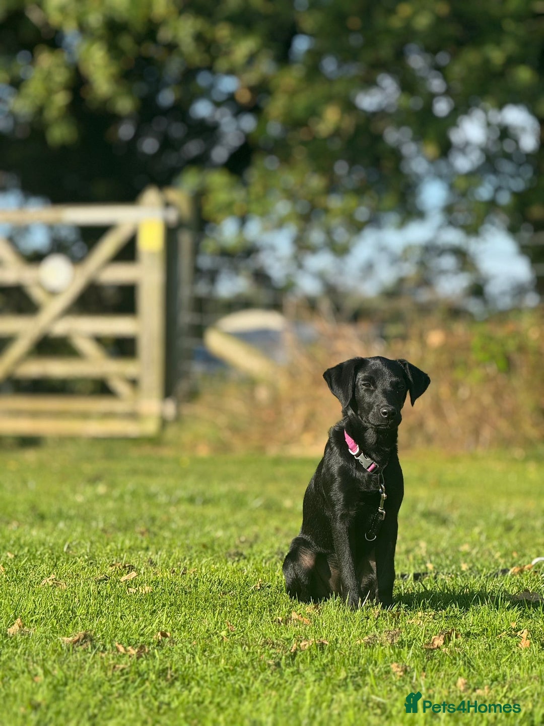 Labrador Retriever dogs for sale: Beautiful Trained Labrador - Image 8
