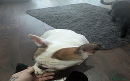 French Bulldog dogs for sale: Lovely French Bulldog - Image 2