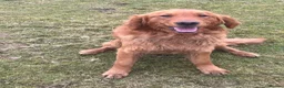 Golden Retriever dogs for stud: KC Reg Fox Red Golden Retriever stud - Advert 2