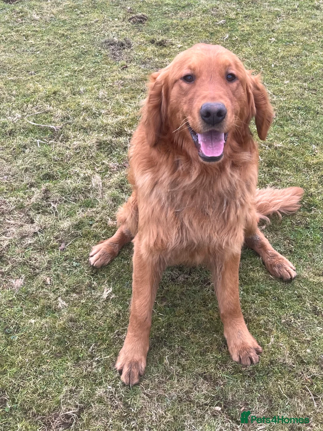 Golden Retriever dogs for stud: KC Reg Fox Red Golden Retriever stud - Advert 2