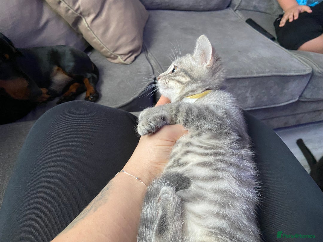 Mixed Breed cats for sale: 🫶🫶 Last kitten- MALE - 4months 🫶🫶 - Advert 1