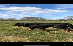 Rottweiler dogs for sale: Stunning chunky Rottweiler puppies - Image 8