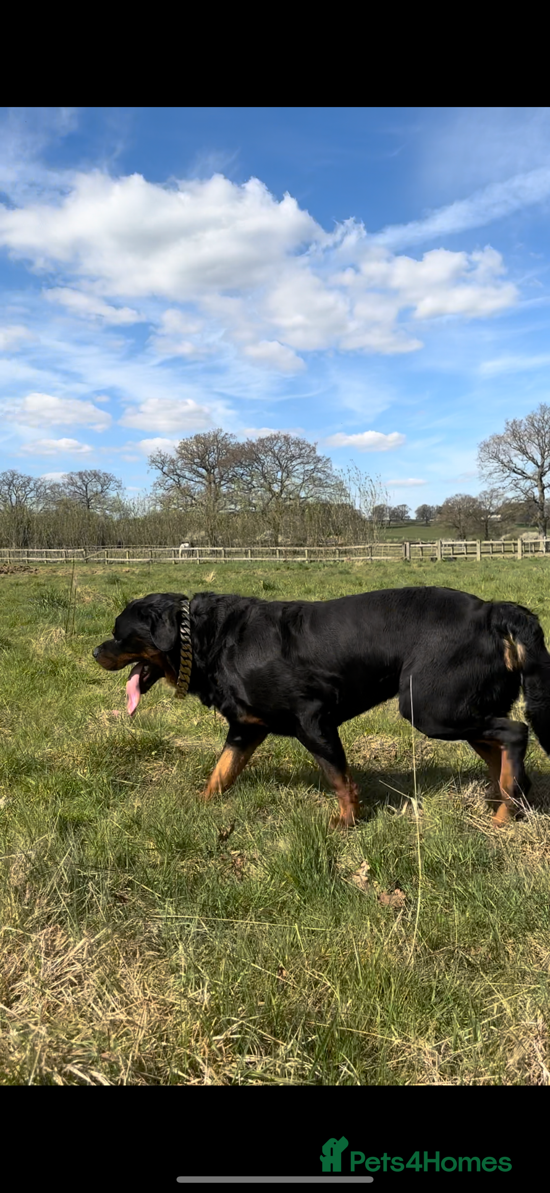 Rottweiler dogs for sale: Stunning chunky Rottweiler puppies - Image 8