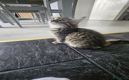 Persian cats for sale: Persian Kittens ready now  - Image 13