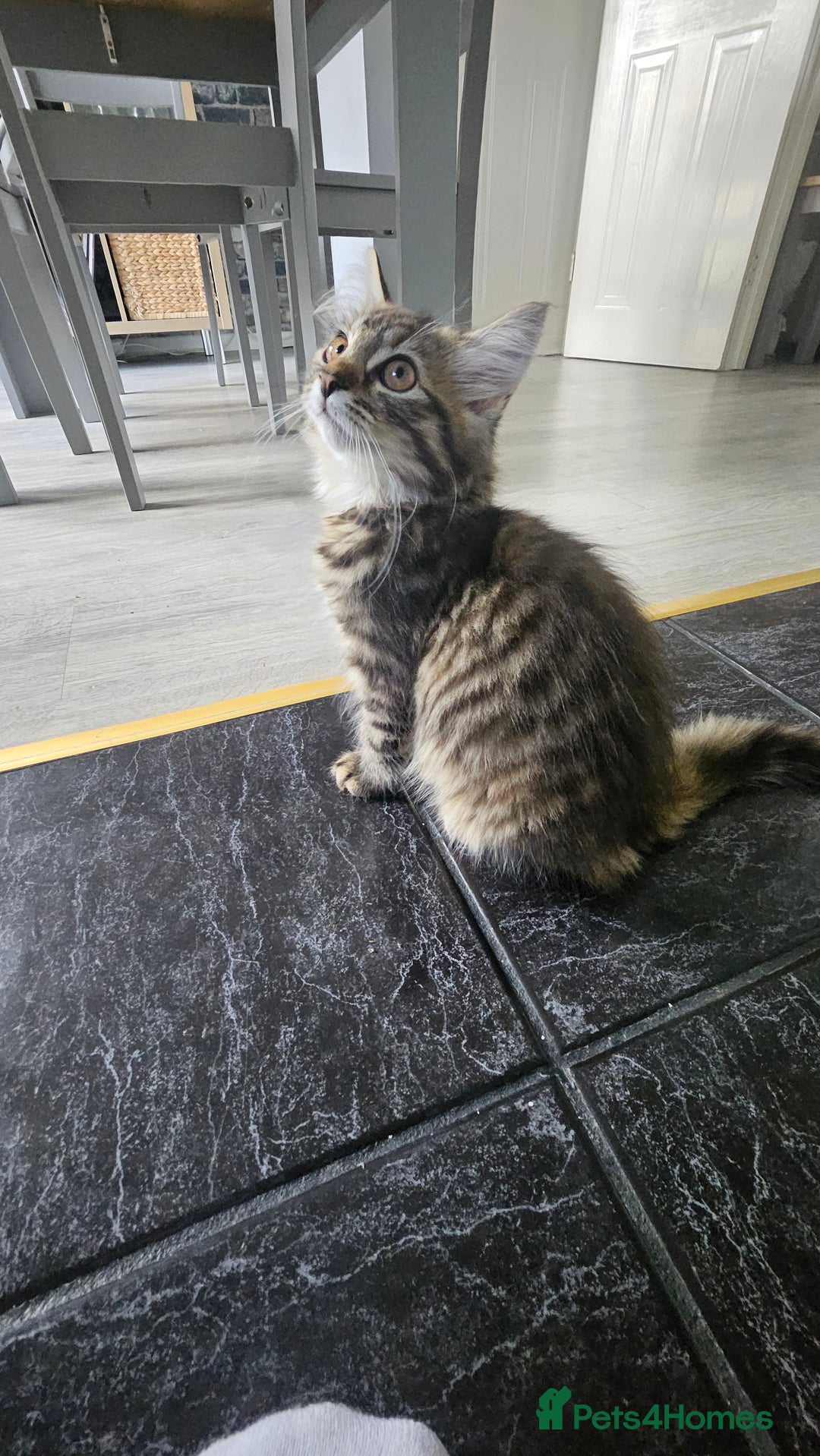 Persian cats for sale: Persian Kittens ready now  - Image 13
