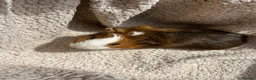 Guinea Pig rodents for sale: 4 Male Baby Guinea Pigs Available - Advert 9