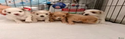 Maltipoo dogs for sale: Gorgeous maltipoo F2 - Advert 2