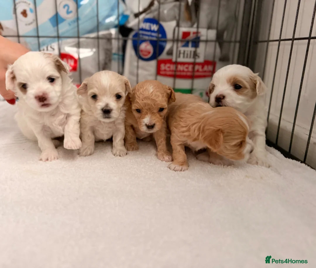 Maltipoo dogs for sale: Gorgeous maltipoo F2 - Advert 2