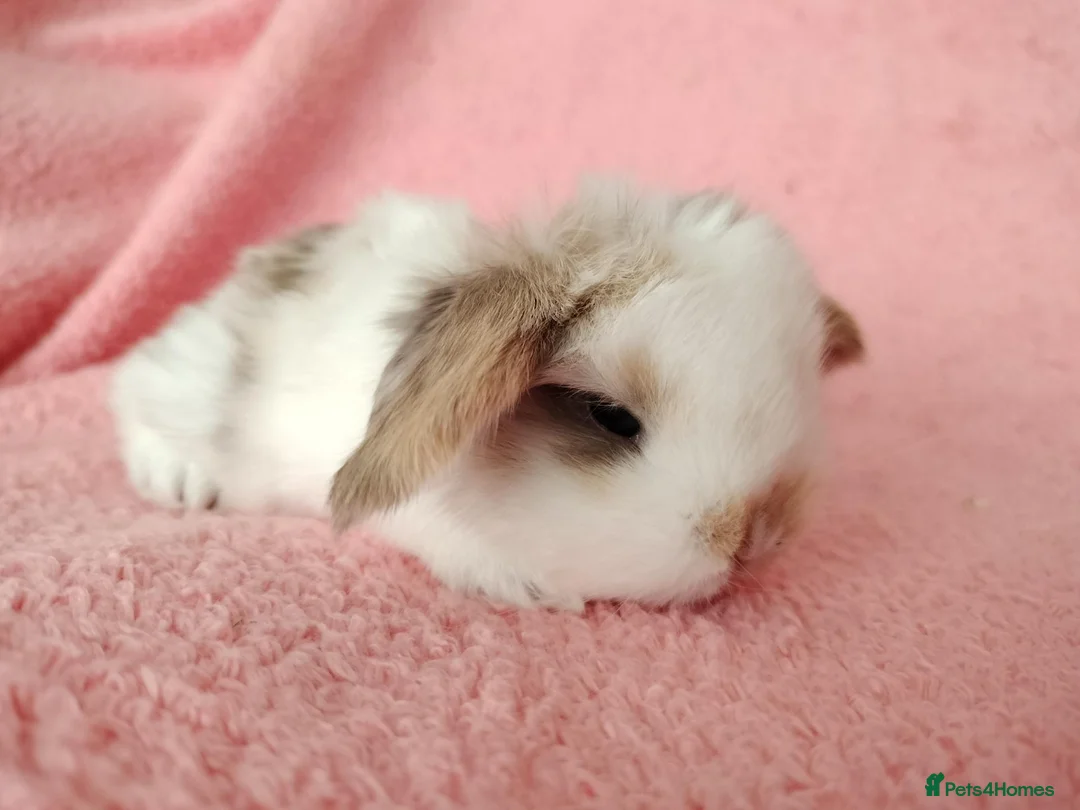 Mini Lop rabbits for sale: Baby mini lops for sale  - Advert 13