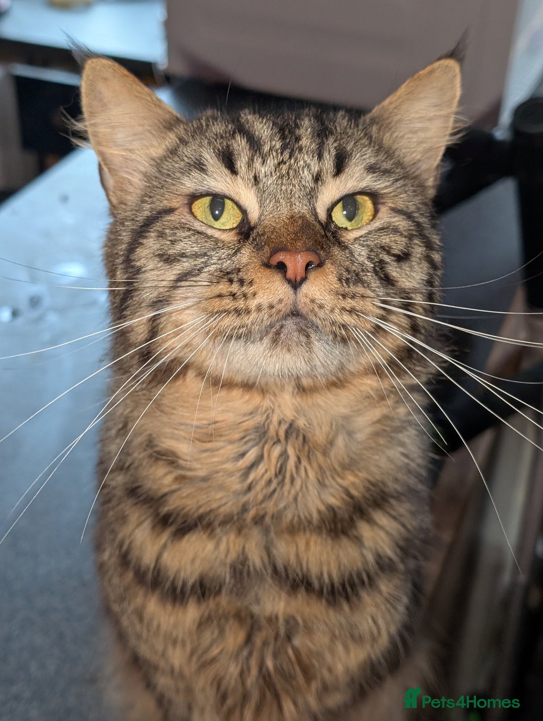 Mixed Breed cats for sale: Spynx X maincoon  - Image 12