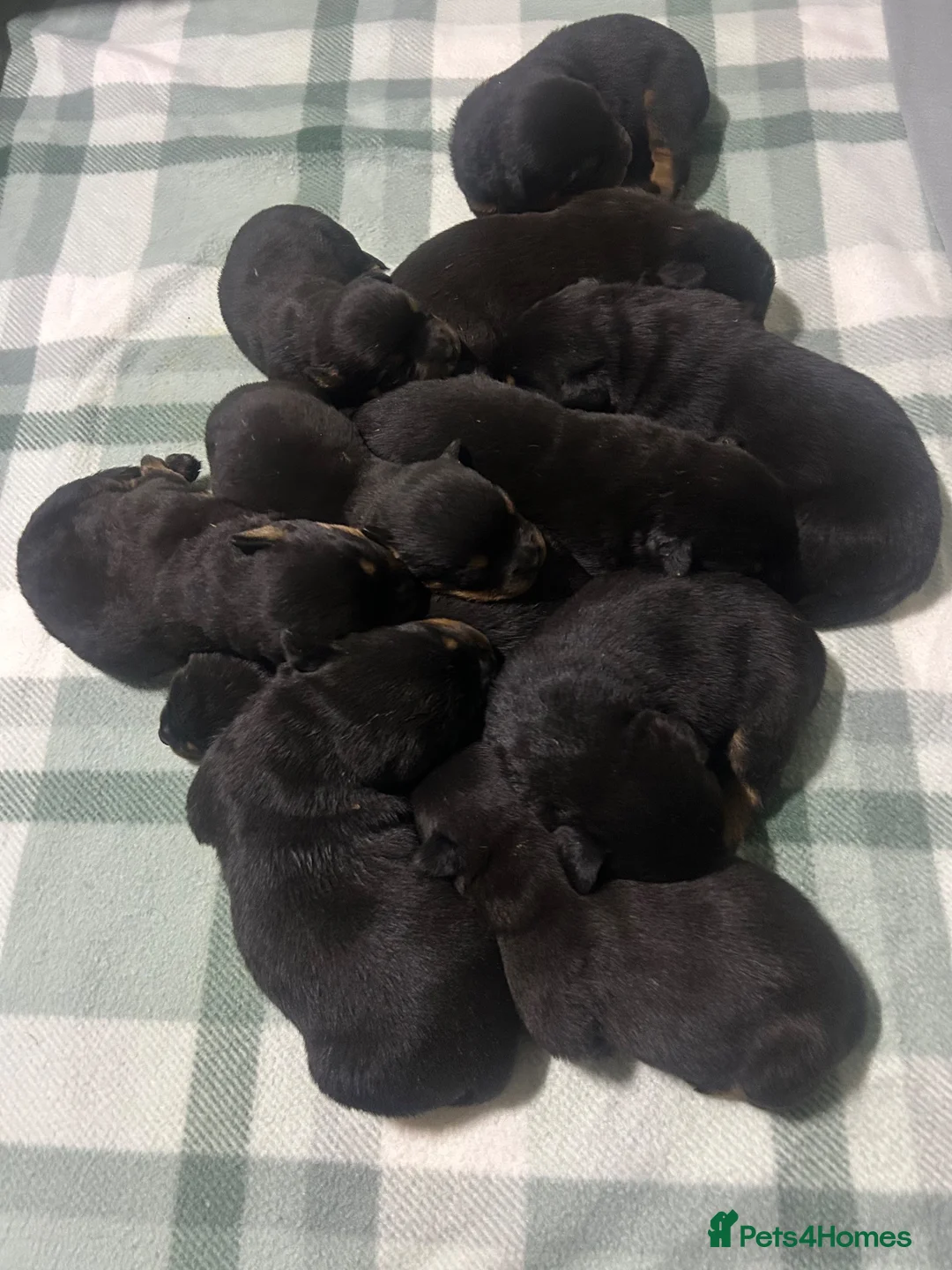 Rottweiler dogs for sale: Gorgeous Chunky Rottweiler Puppies  - Advert 5