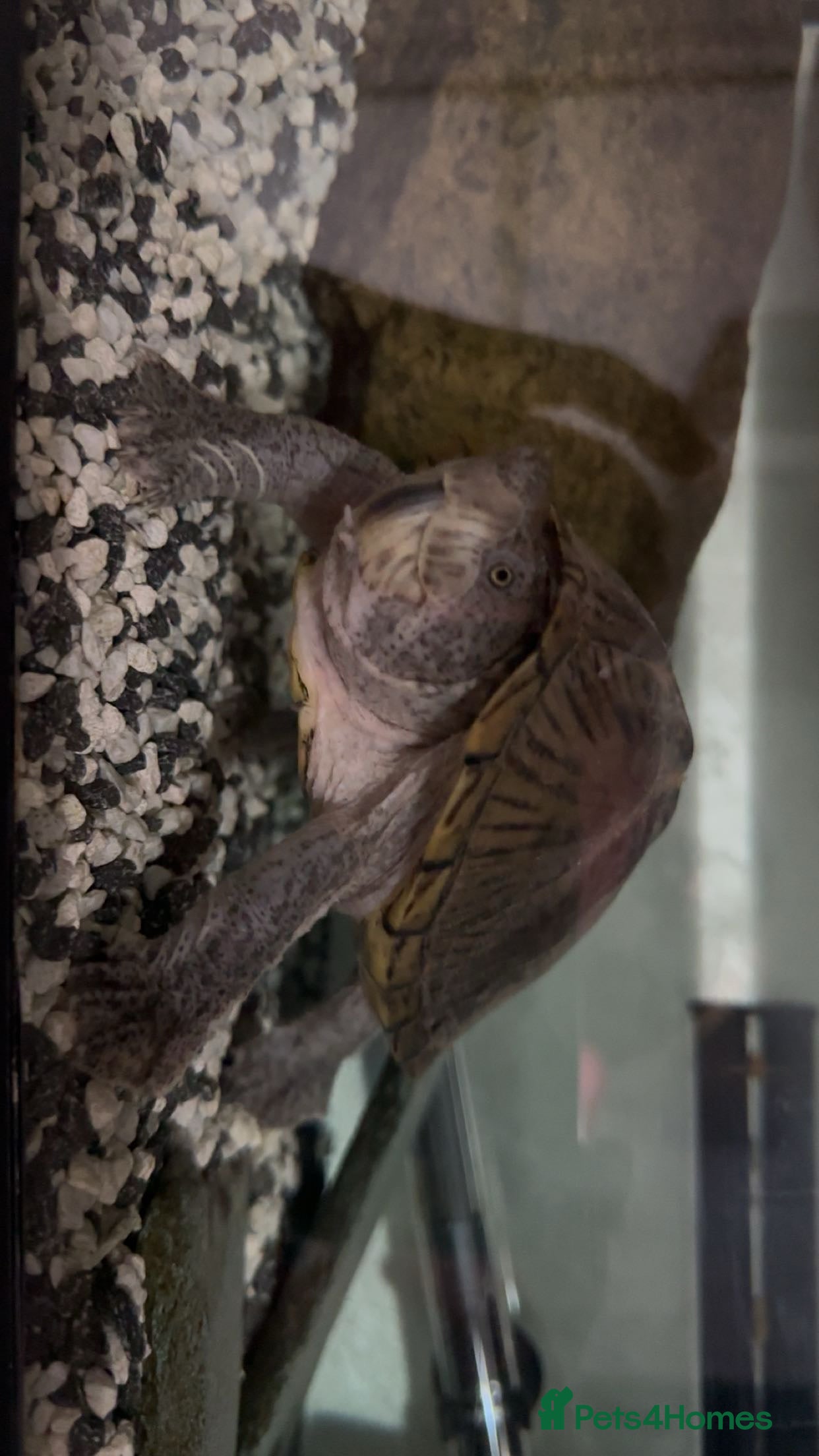 Turtle reptiles Mud turtle - Advert 2